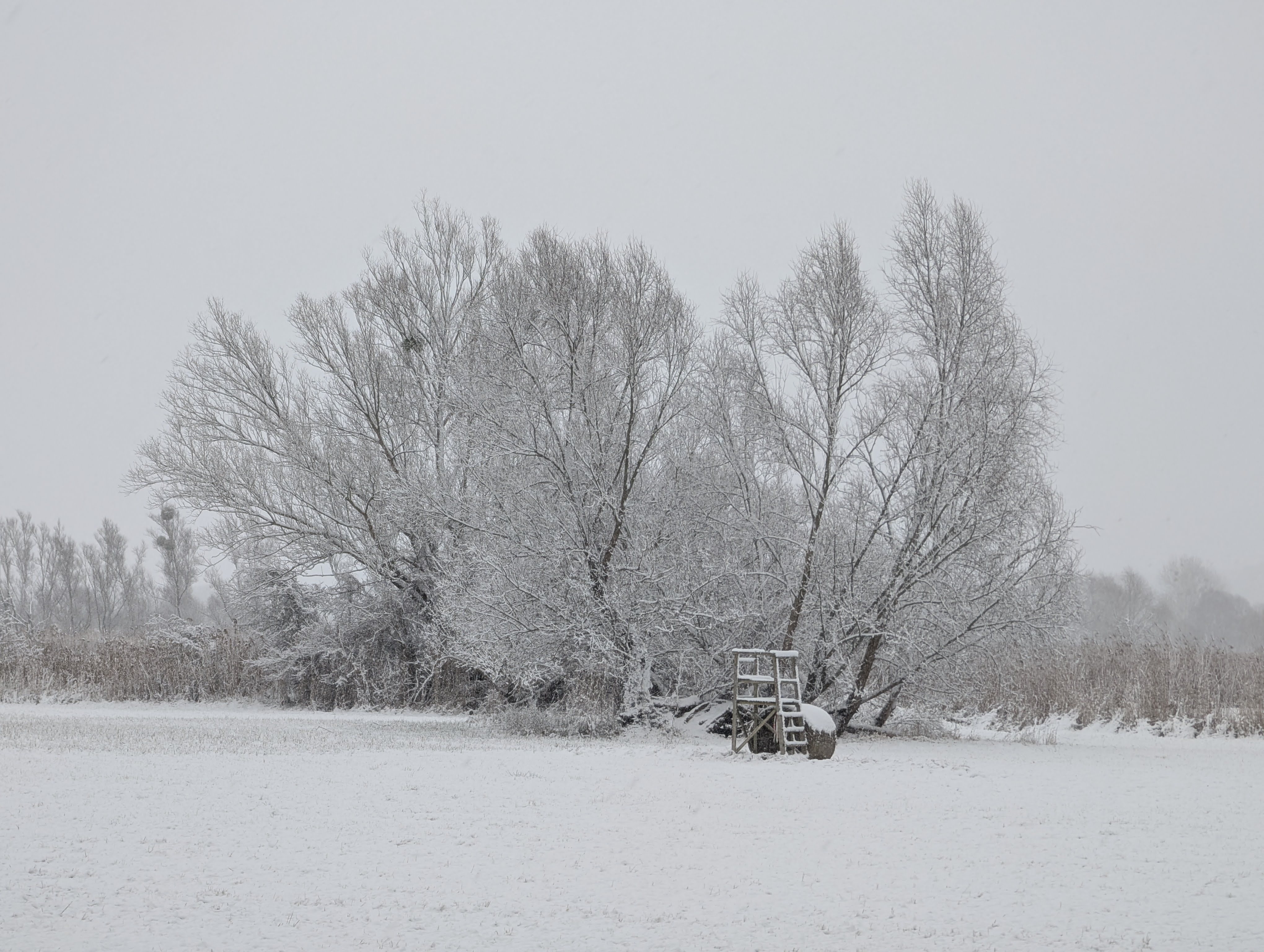 Verscheite Wiese mit Baum