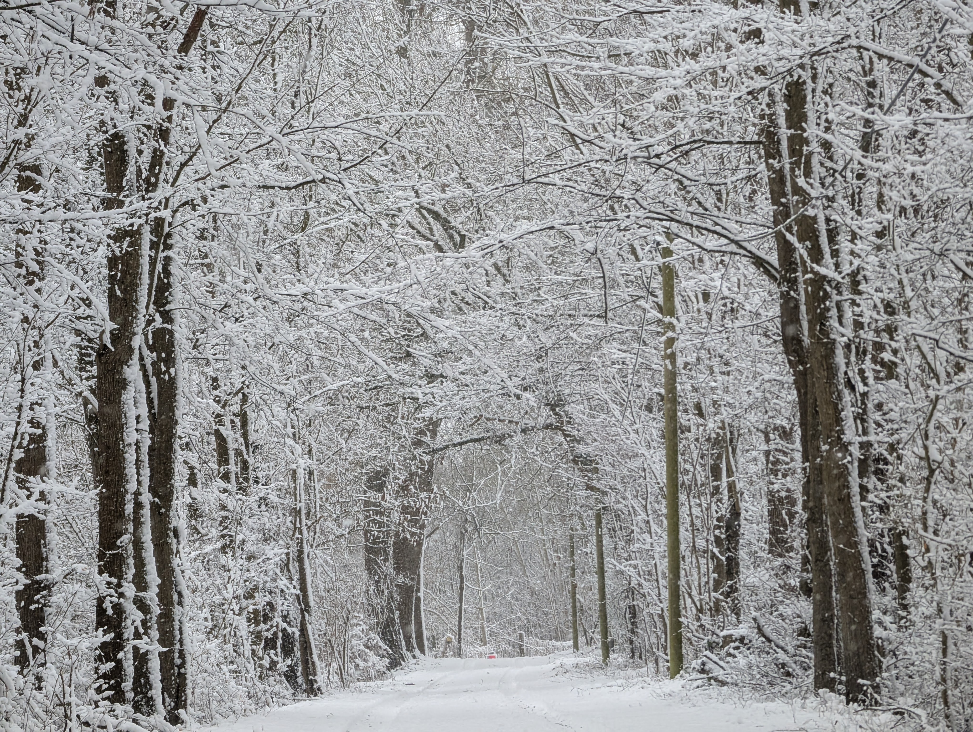 Verscheinte Baumallee
